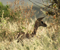 Northern Kenya