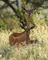 Northern Kenya
