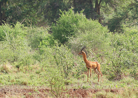 Meru NP