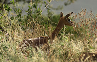 Northern Kenya