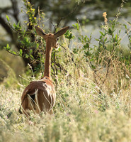 Northern Kenya