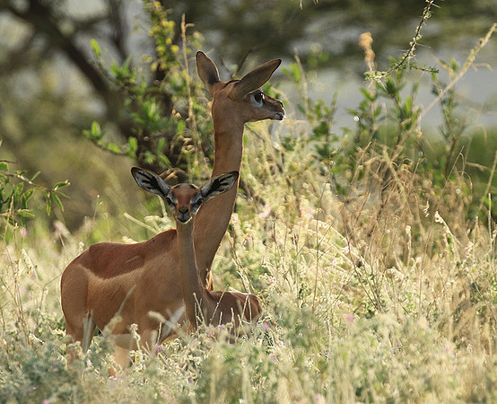Northern Kenya