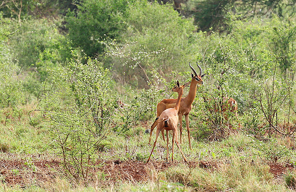 Meru NP