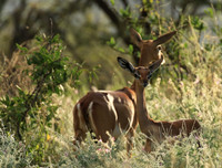 Northern Kenya