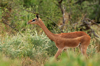 Northern Kenya