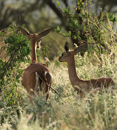 Northern Kenya