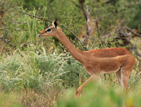 Northern Kenya