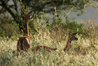Northern Kenya