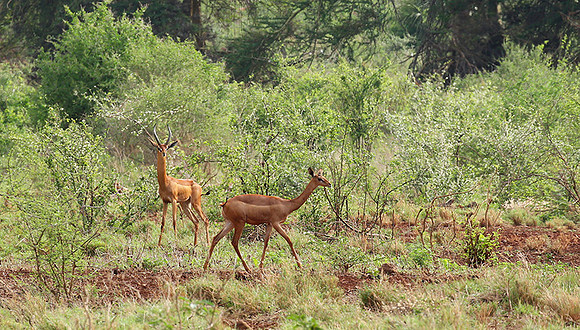 Meru NP
