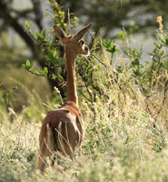 Northern Kenya