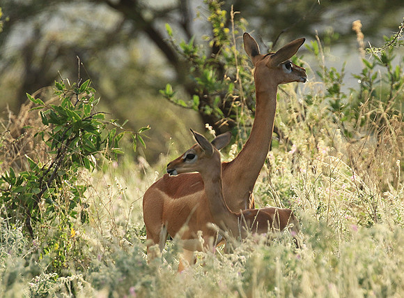 Northern Kenya