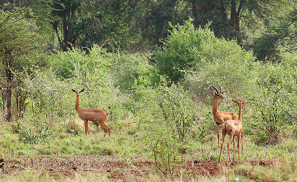 Meru NP
