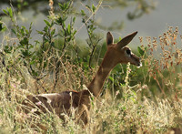 Northern Kenya