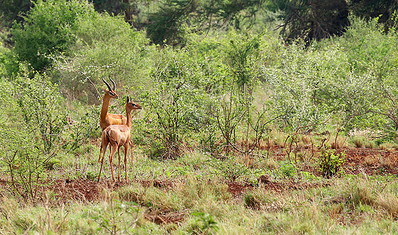 Meru NP