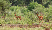 Gerenuks