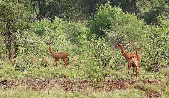 Meru NP