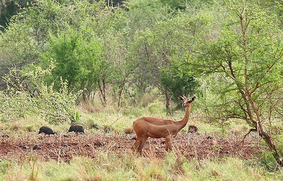 Meru NP