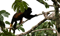 Geoffroy's spider monkey