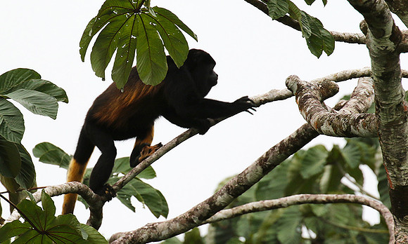 Geoffroy's spider monkey