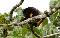 Geoffroy's spider monkey