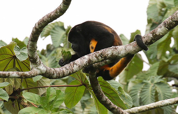 Geoffroy's spider monkey