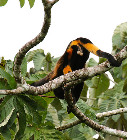 Geoffroy's spider monkey