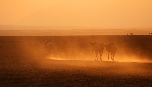 Running towards the setting sun - Amboseli