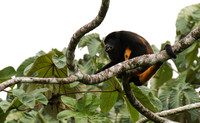 Geoffroy's spider monkey