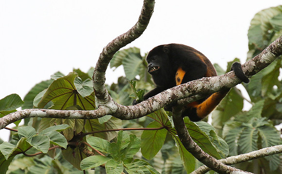 Geoffroy's spider monkey