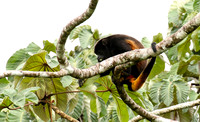 Geoffroy's spider monkey