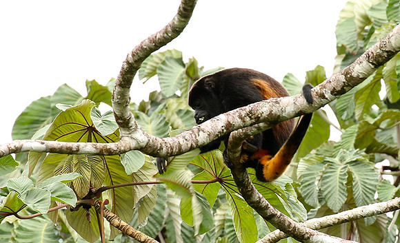 Geoffroy's spider monkey