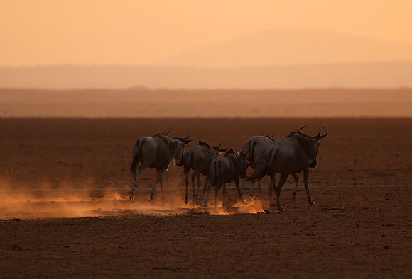 Running towards the setting sun - Amboseli
