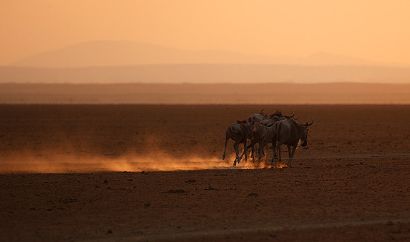 Running towards the setting sun - Amboseli