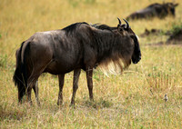 Masaï Mara