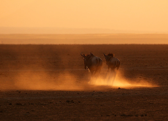 Running towards the setting sun - Amboseli
