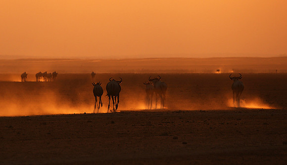 Running towards the setting sun - Amboseli