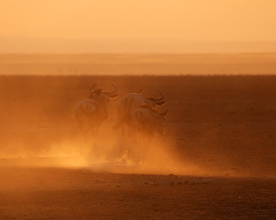 Running towards the setting sun - Amboseli
