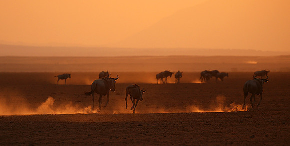 Running towards the setting sun - Amboseli