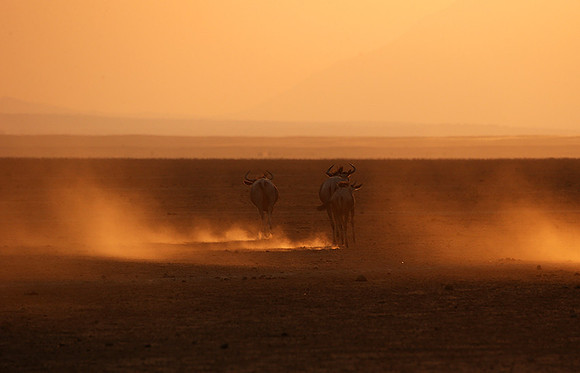 Running towards the setting sun - Amboseli