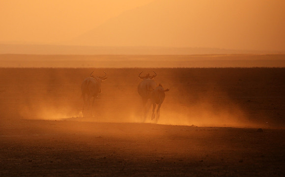 Running towards the setting sun - Amboseli