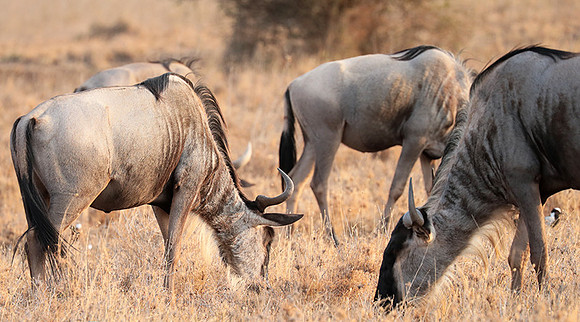 Nairobi National Parc