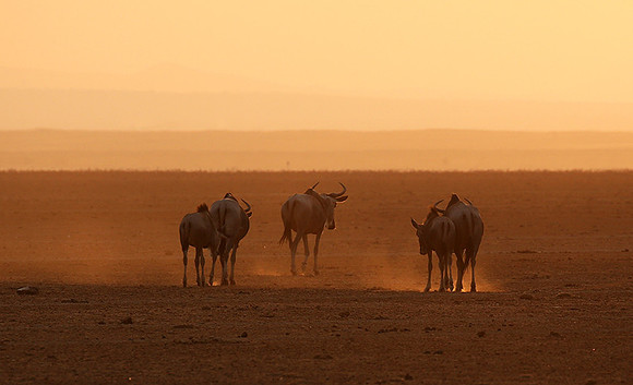 Running towards the setting sun - Amboseli