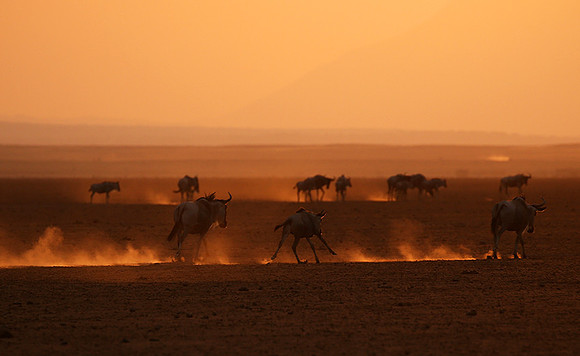 Running towards the setting sun - Amboseli