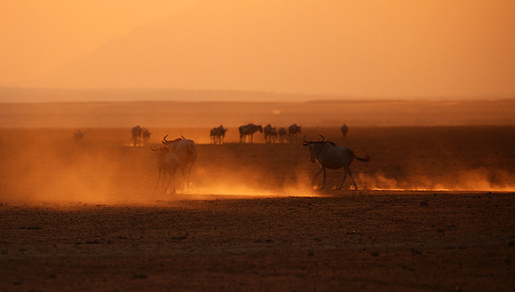 Running towards the setting sun - Amboseli