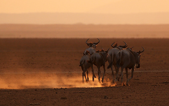 Running towards the setting sun - Amboseli