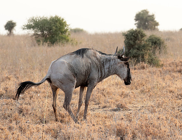 Nairobi National Parc