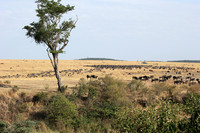Masaï Mara