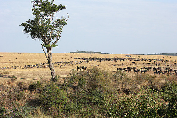 Masaï Mara