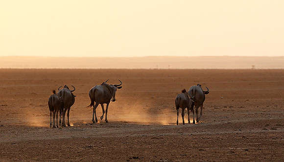 Running towards the setting sun - Amboseli