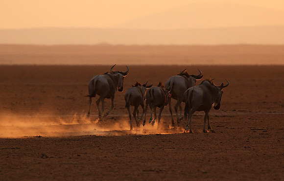 Running towards the setting sun - Amboseli